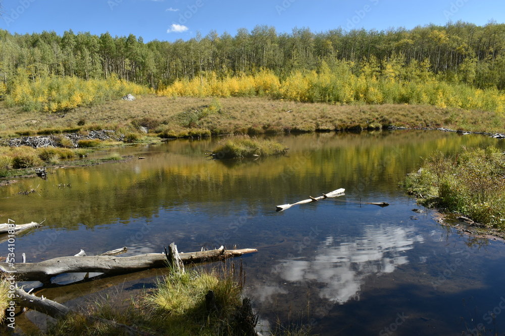 Autumn reflection on water