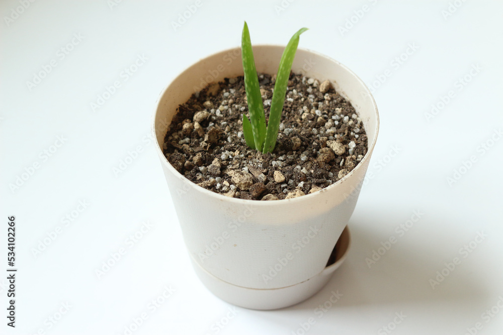 어린 아로에 새싹 다육이 Young sprouts of aloe vera plant potted 어린 아로에 새싹 다육이 Young sprouts of aloe vera plant potted