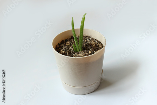 어린 아로에 새싹 다육이 Young sprouts of aloe vera plant potted