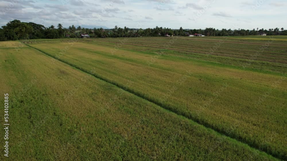 The Paddy Rice Fields of Kedah, Malaysia The Paddy Rice Fields of Kedah, Malaysia