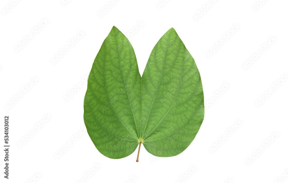 Fototapeta premium Isolated Bauhinia purpurea leaf with clipping paths.