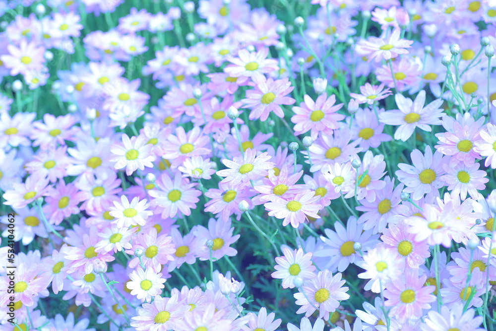 Spring, Marguerite daisy, Flowering plant Spring, Marguerite daisy, Flowering plant