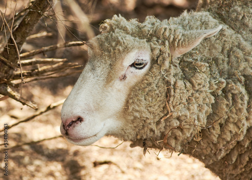 Portrait of a sheep with an overgrown woolly fur coat.