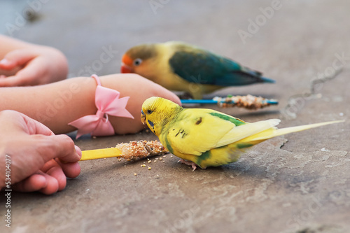 Love birds and budgerigars are being hand fed at the aviary photo