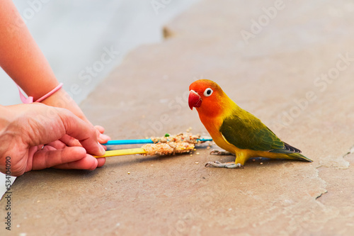 Love birds and budgerigars are being hand fed at the aviary photo