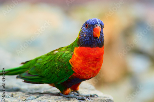 Rainbow parakeets being hand fed and posing for pictures