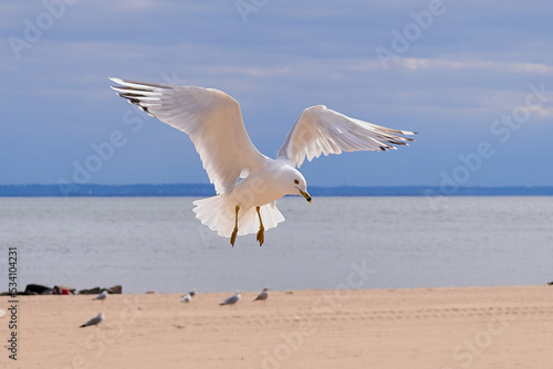 Sea gull coming in for a landing on a cold day near hudson bay photo