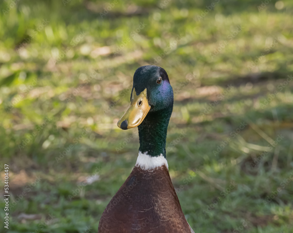 Obraz premium duck mallard male close up outdoors anas platyrhynchos