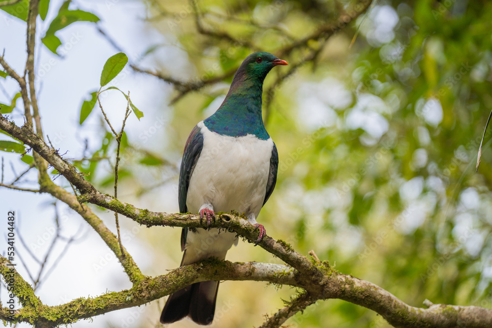Native New Zealand Wood Pigeon (Kereru) Standing on a Branch in a Tree
