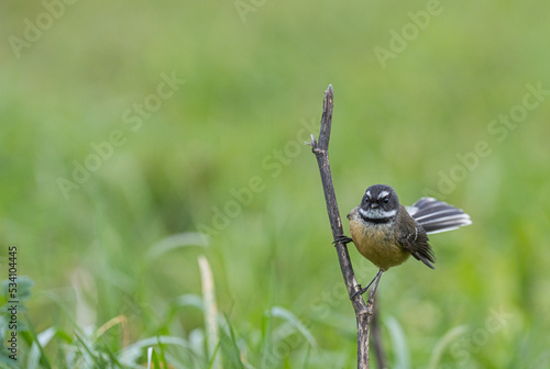 New Zealand native fantail Piwakawaka Sitting on a Branch