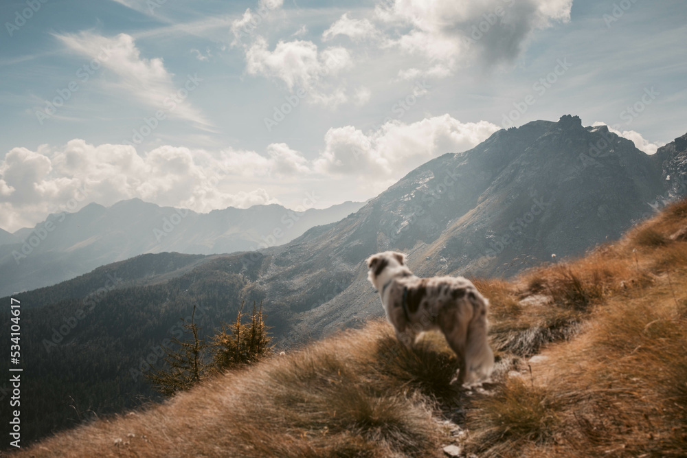 Glücklicher Australian Shepherd beim Wandern