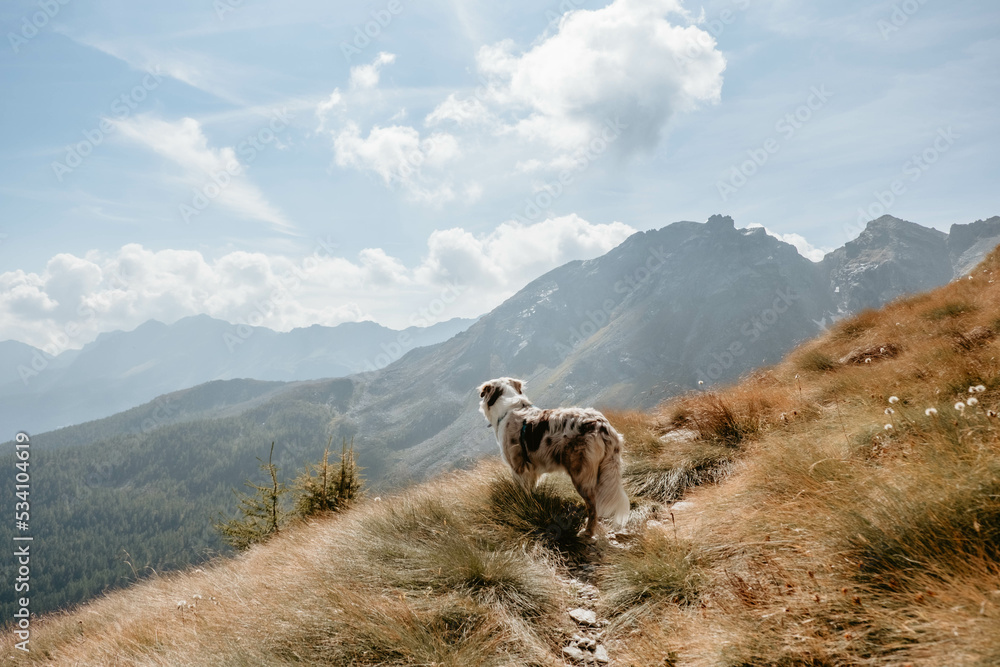 Glücklicher Australian Shepherd beim Wandern