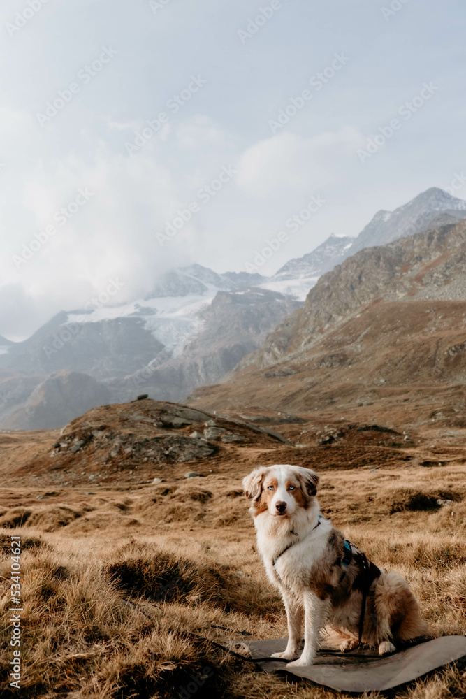 Glücklicher Australian Shepherd beim Wandern
