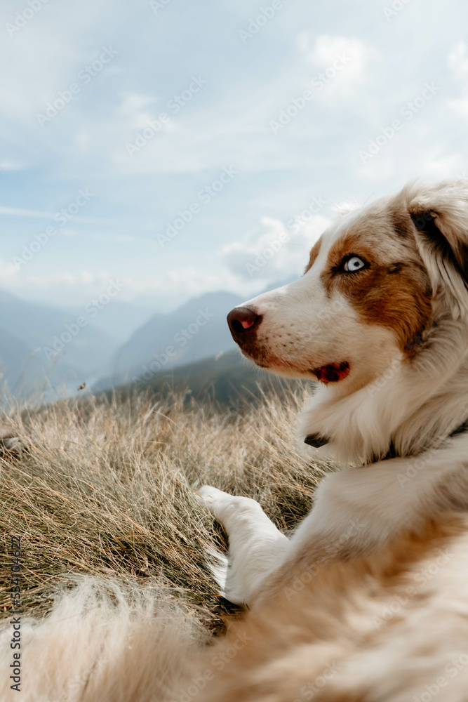Glücklicher Australian Shepherd beim Wandern