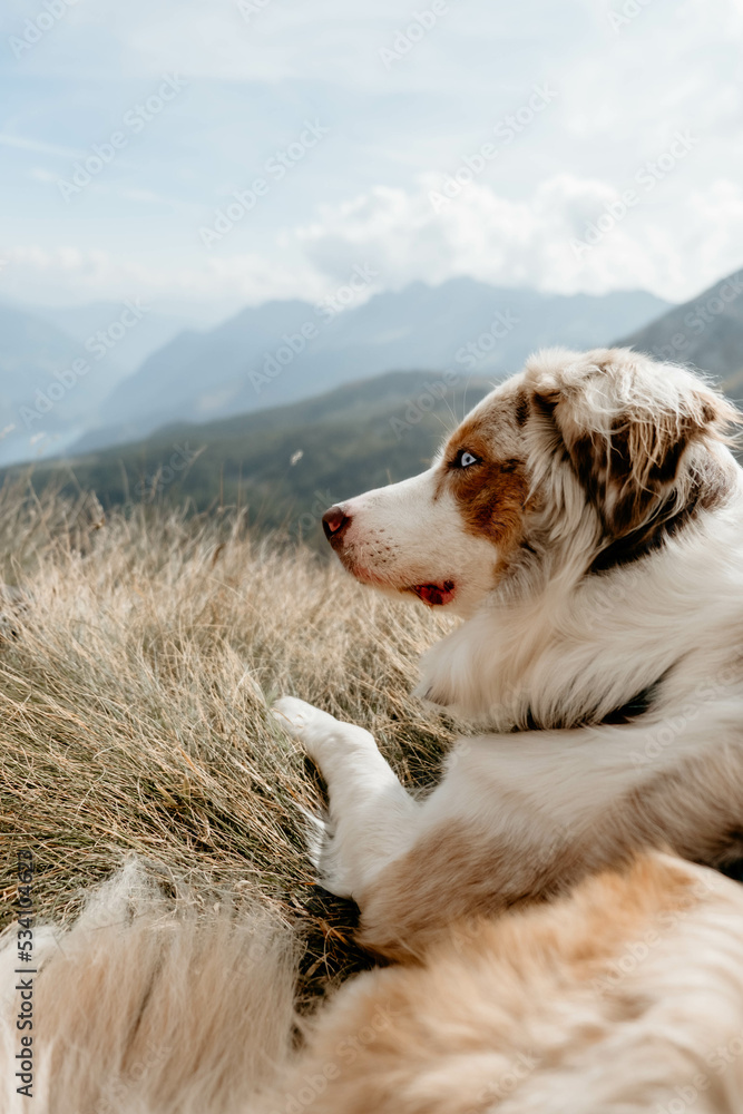 Glücklicher Australian Shepherd beim Wandern