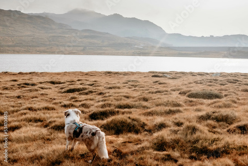 Glücklicher Australian Shepherd beim Wandern
