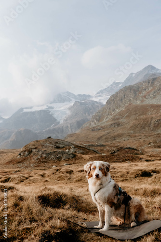 Obraz na płótnie Glücklicher Australian Shepherd beim Wandern w salonie