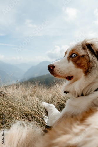 Obraz na płótnie Glücklicher Australian Shepherd beim Wandern w salonie