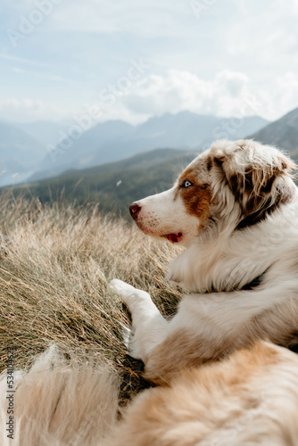 Obraz na płótnie Glücklicher Australian Shepherd beim Wandern w salonie