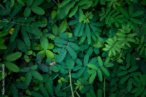 Obraz na płótnie Sensitive compound leaf of Mimosa pudica - Sensitive plant, Sleeping grass, Action plant , Touch – me - not