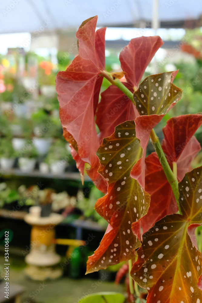 Naklejka premium Beautiful Angel Wing Begonia