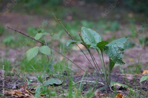 In summer, plantain is large, Plantago major, Plantago borysthenica, grows in the wild photo