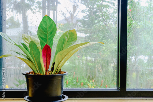 The beauty of green flower pots is in the house.