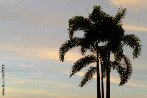 the beauty of palm trees and sunlight in the evening