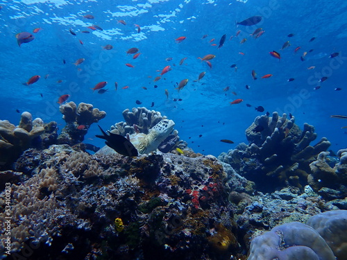 Fototapeta Naklejka Na Ścianę i Meble -  coral reef with fish and turtle