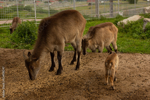 Three deer family in open zoo eating