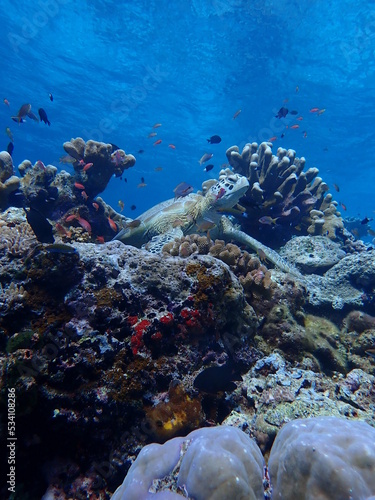 Fototapeta Naklejka Na Ścianę i Meble -  coral reef with turtle