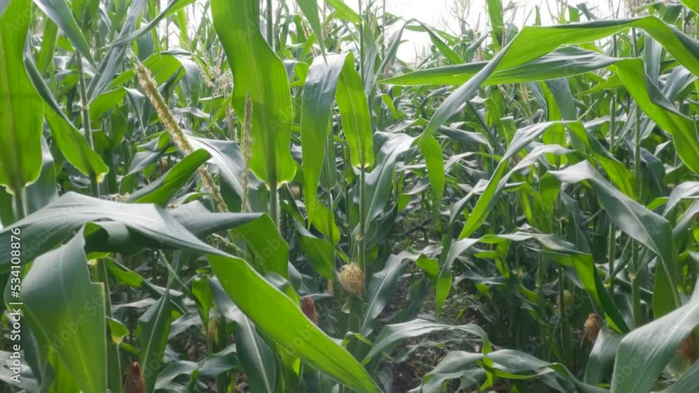 Camera movement on the top of an adult corn plant in flowering Camera movement on the top of an adult corn plant in flowering
