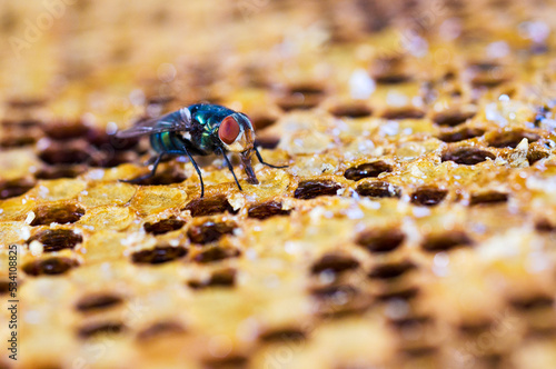 Close up of fly on the combs. © Tanya