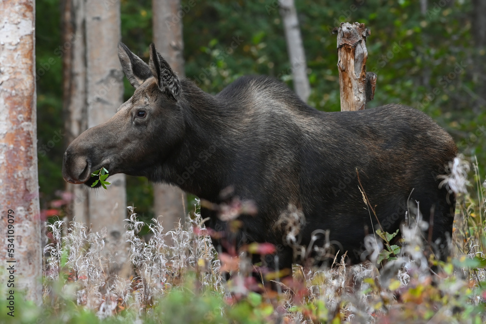 Fototapeta premium An adult Alaska moose in the woods with a mouthful of leaves.