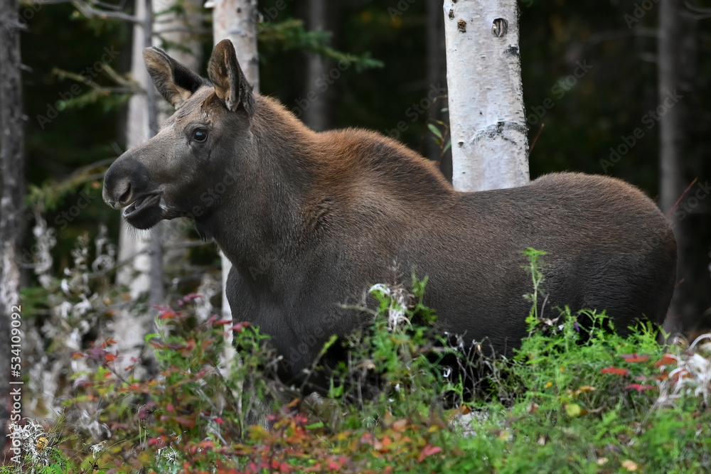 Fototapeta premium A yearling moose calf wanders through Alaska's boreal forest.