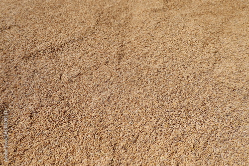 texture of rice seeds being dried background