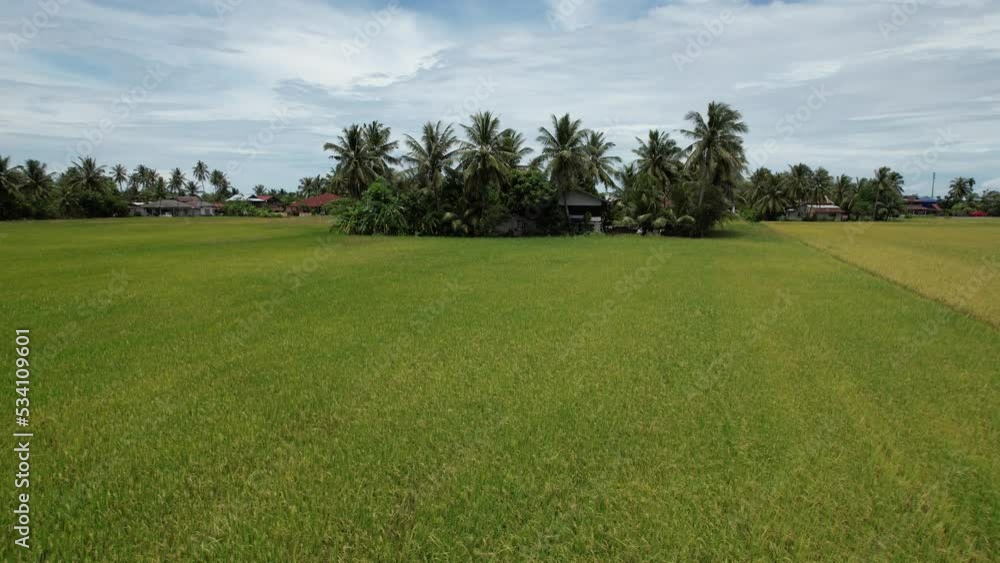 The Paddy Rice Fields of Kedah, Malaysia The Paddy Rice Fields of Kedah, Malaysia