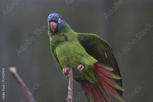 Bolivian parrot stretching on a stick