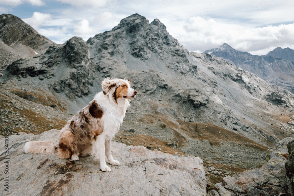 Glücklicher Australian Shepherd beim Wandern