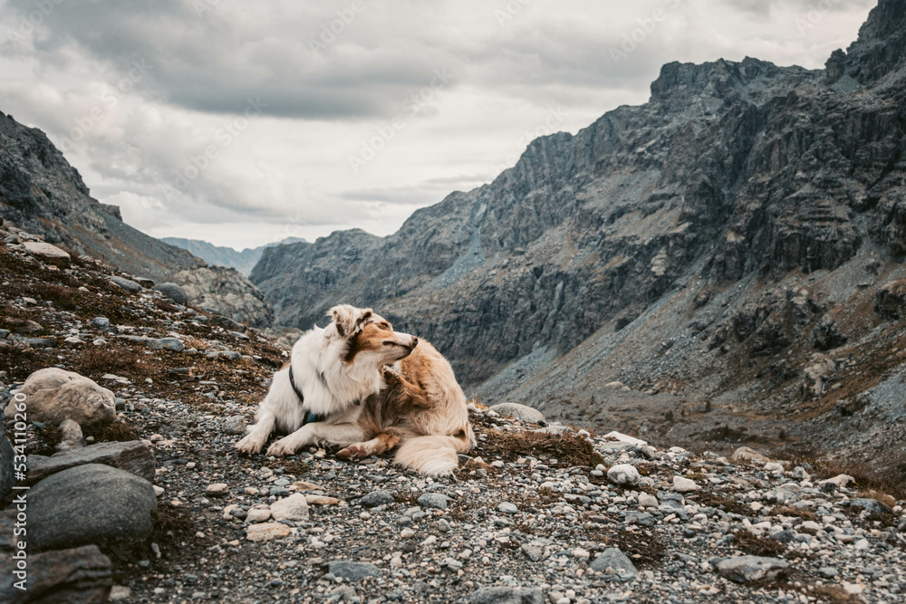 Glücklicher Australian Shepherd beim Wandern