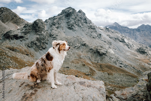 Obraz na płótnie Glücklicher Australian Shepherd beim Wandern w salonie