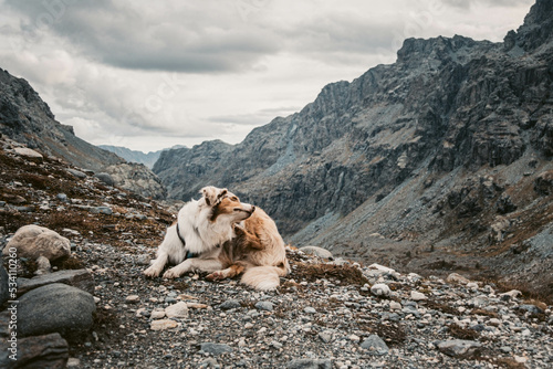 Obraz na płótnie Glücklicher Australian Shepherd beim Wandern w salonie