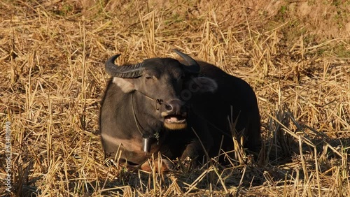 Seen eating and chewing its cud while basking under the afternoon sun, Carabaos Grazing, Water Buffalo, Bubalus bubalis, Thailand. photo