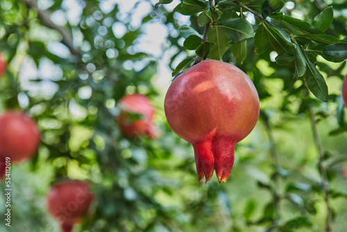 Plantation of pomegranate trees in the harvest season, in the rays of the dawn sun. Great fruits for Rosh Hashanah