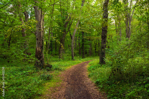 Trail in the green dense summer forest