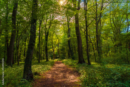 Trail  in the green dense summer forest © Vastram