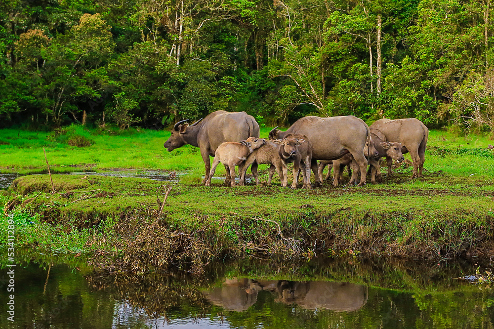 buffalo in the river buffalo in the river