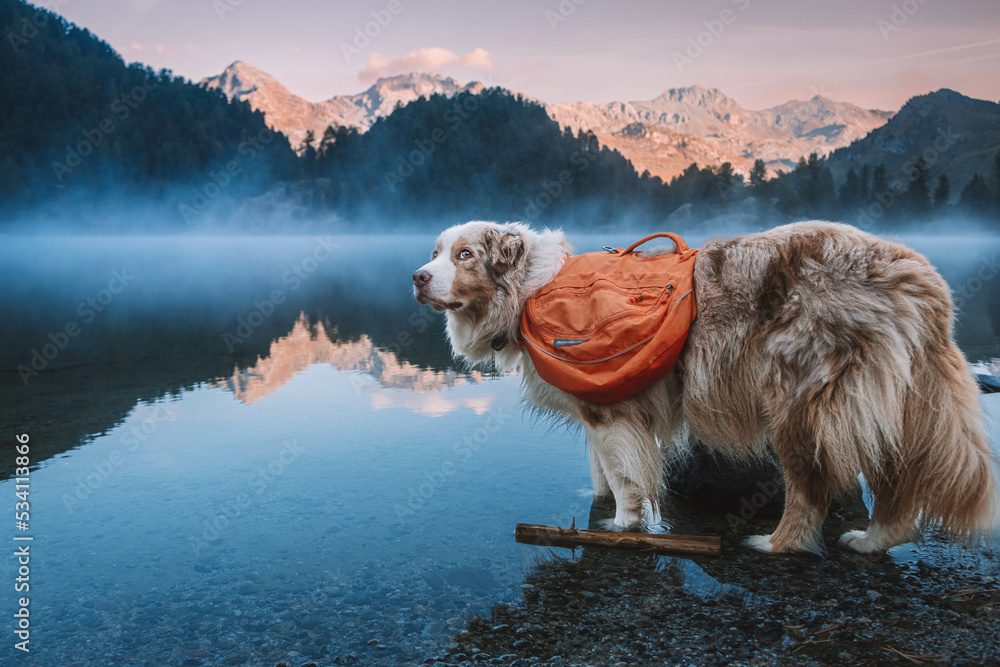 Glücklicher Australian Shepherd beim Wandern