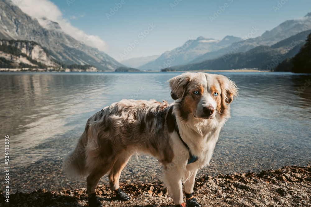 Glücklicher Australian Shepherd beim Wandern