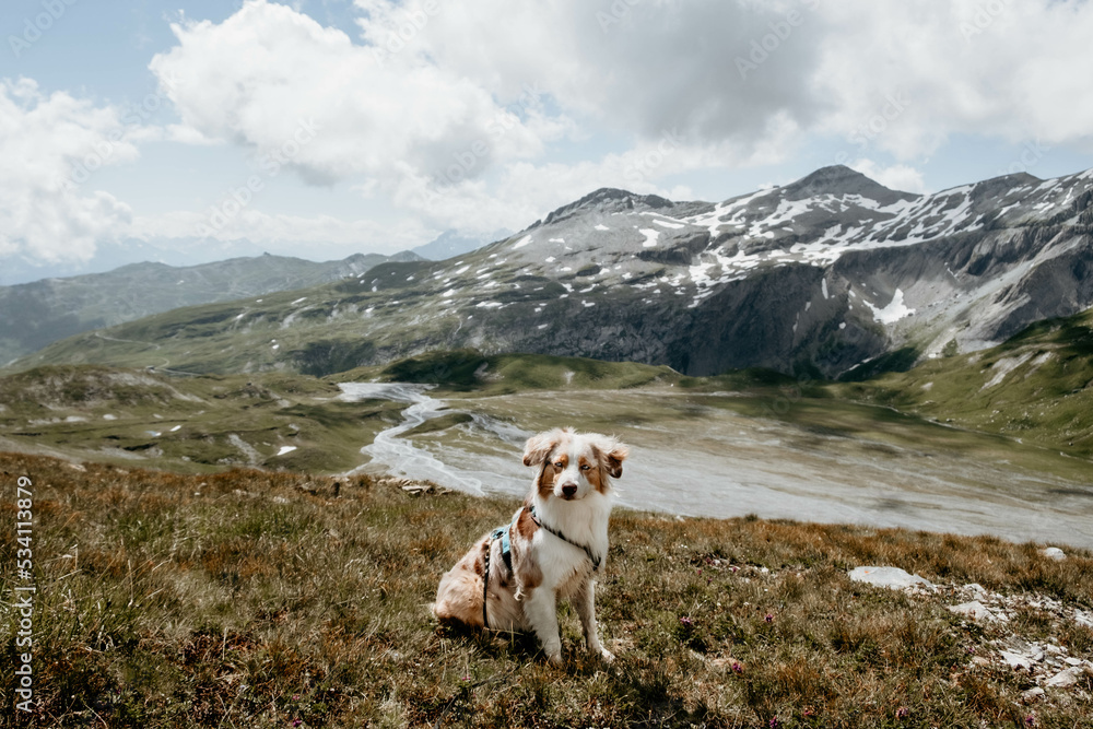 Glücklicher Australian Shepherd beim Wandern